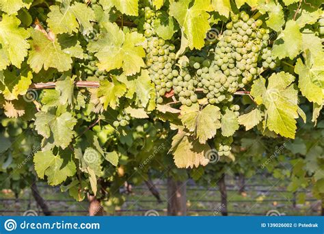 Ripe Chardonnay Grapes on Vine in Vineyard at Harvest Time Stock Photo - Image of white ...