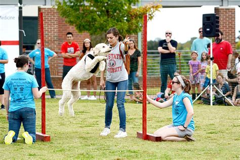 Canines go for gold at 26th annual Dog Olympics | News | technicianonline.com