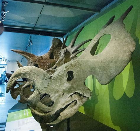 Wikiwand - Timeline of ceratopsian research | Prehistoric animals ...