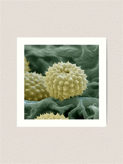 "Macro Microscope Photo of Yellow Ragweed Pollen on a Green Background ...