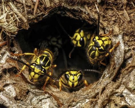 How to Protect Honey Bees from Yellow Jackets - BeeKeepClub