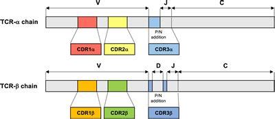 Frontiers | T cell receptor repertoire analysis in HTLV-1-associated ...