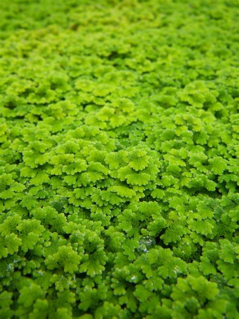 Azolla caroliniana - Carolina Mosquito Fern Water Ferns, Water Plants ...