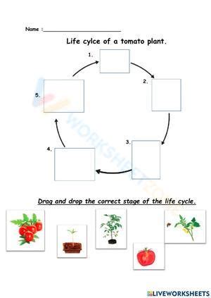 Free Printable Life Cycle of A Tomato Plant Worksheets