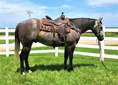 Quarter Horse Horses For Sale | Sun City, AZ #319645