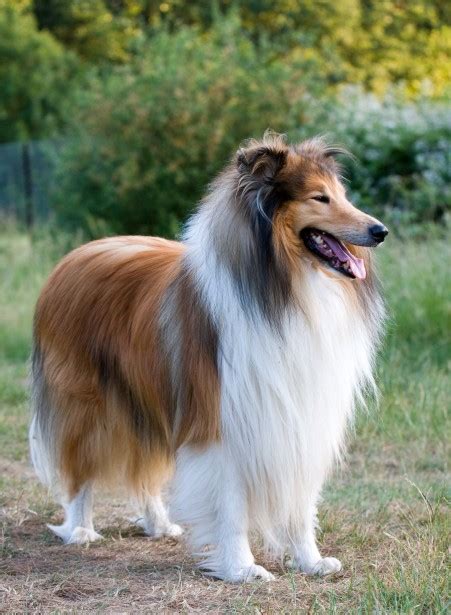 Collie - Wikipedia