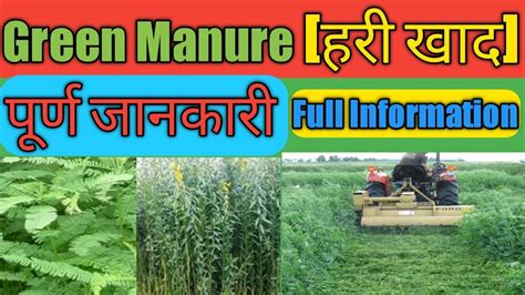 Green Manure | हरी खाद | हरी खाद क्या है | Green Manure in hindi | Green Manuring Process | # ...