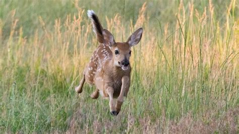 Colorado Wildlife – Animal and Plant Species, Rescues, Sanctuaries and ...