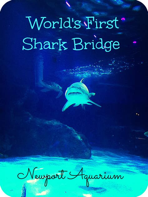 Visit the World's First and Only Shark Bridge - Motherhood Support