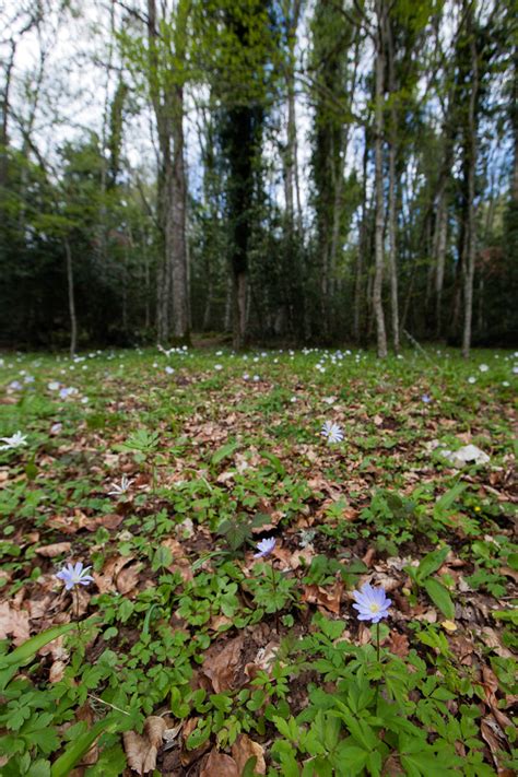 Foresta Umbra | Gargano Ok