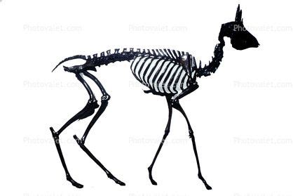 antelope skeleton - Google Search | Skeleton, Antelope, Moose art