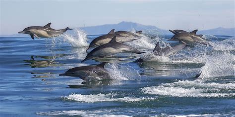 What Are The Differences Between Whales And Dolphins? - WorldAtlas