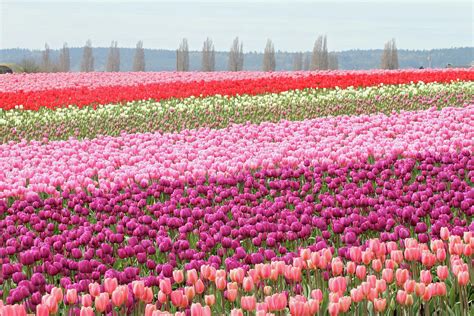 Skagit valley tulip festival Photograph by Pierre Leclerc Photography - Pixels