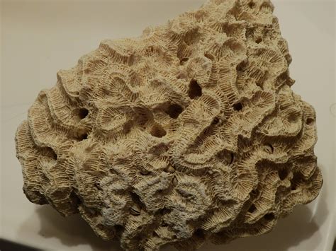 Type of coral? - Fossil ID - The Fossil Forum