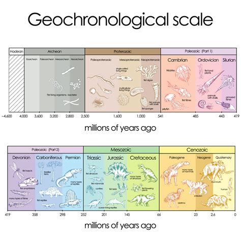 Geological Time Table Of Evolution Animals | Elcho Table