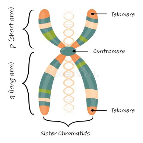 Chromosome diagram vector stock vector. Illustration of chromosome - 250761621