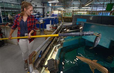 With public shark feedings, Maritime Aquarium shows a softer side