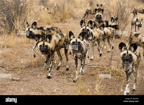 Wild dog pack (Lycaon pictus), Central Kalahari, Botswana Stock Photo - Alamy