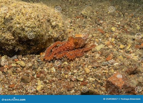 Octopus King of Camouflage in the Red Sea, Eilat Israel Stock Image - Image of environment ...