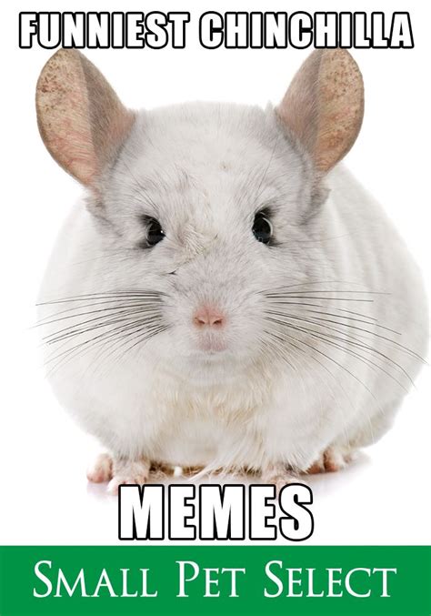 Chinchilla Memes Rock. Check These Out. | Small Pet Select | Small pets, Chinchilla, Pets