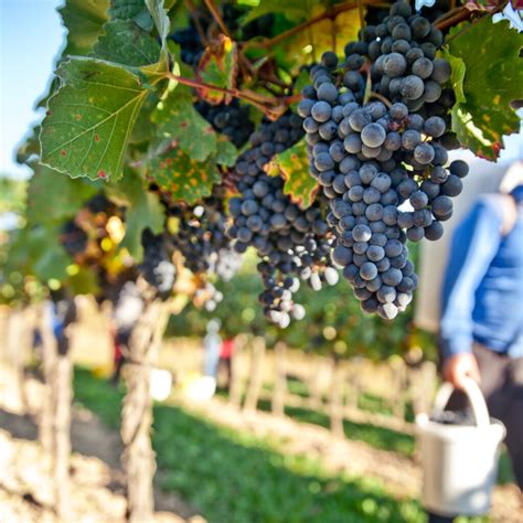 Discover the Best Grape Harvest Experiences | WineTourism.com