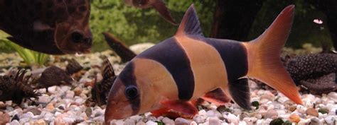 Clown Loach Care (Tank Setup, Diet, Tank Mates)