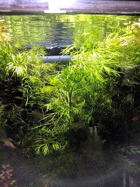 2 Stems Water Sprite, Ceratopteris thalictroides, Indian Fern, Water ...