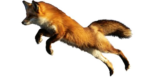 Red fox Cat Raccoon Animal - fox png download - 927*494 - Free ...