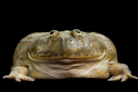 World’s largest amphibian identified as a unique species | Frog species, Frog, Small frog