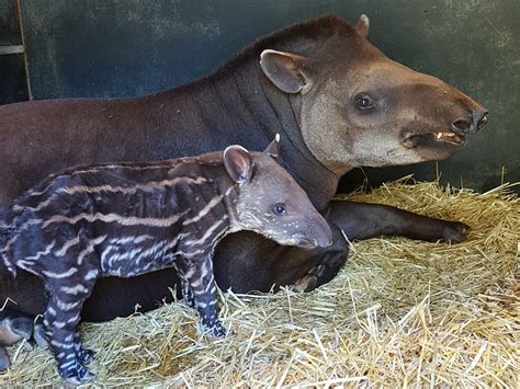 An adorable baby Tapir has been born - Newquay Zoo