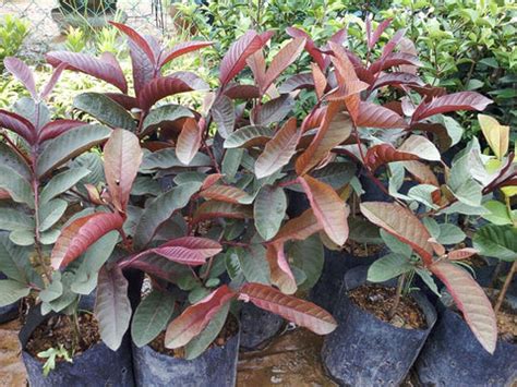 Red Guava Tree – Malaysia Online Plant Nursery