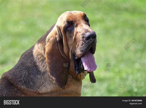 Bloodhound - Hunting Image & Photo (Free Trial) | Bigstock