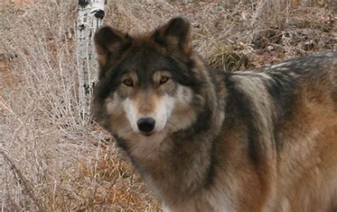 Colorado Wolf and Wildlife Center: video, popular tourist places ...