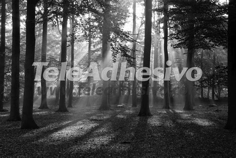 Wall mural Forest in black and white | MuralDecal.com