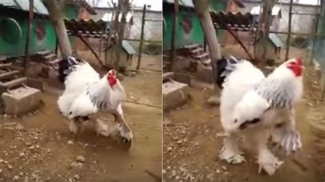 'World's Biggest' Chicken In Big Chicken Farm So Gigantic Some Terrified Viewers Claim It Must ...