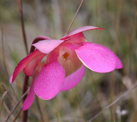 Sarracenia rosea - Coastal Plain Plants Wiki