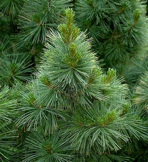 Pinus strobus ' Brevifolia ' Dwarf Eastern White Pine - Kigi Nursery