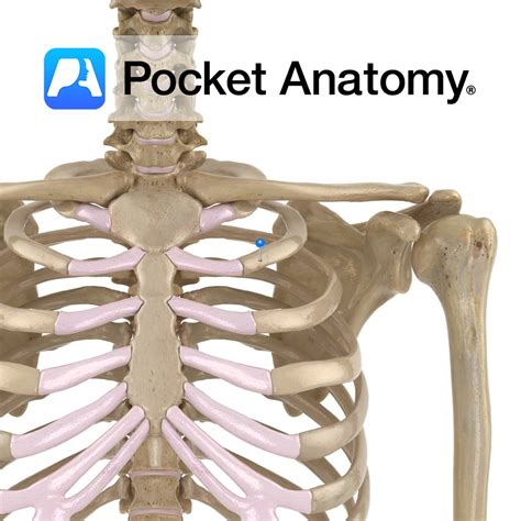 Rib - (2nd) [true rib] - Pocket Anatomy