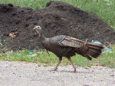 Bearded hen | Turkey hunting, Hunting, Animals