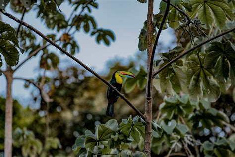 The Panama Canal Rainforest Boat Adventure – Ancon Expeditions of Panama