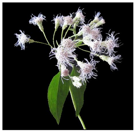 Hagonoy, Chromolaena odorata, DEVIL WEED, Fei ji cao: Philippine Medicinal Herbs / Alternative ...