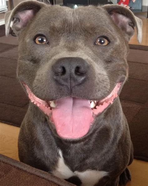 :: WHAT A BEAUTIFUL SMILE :: | Nanny dog, Dog breeds, Beautiful dogs