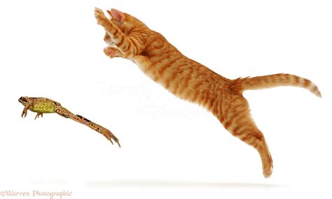 Ginger cat pouncing at a frog photo WP01439