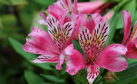 How to Grow and Care for Peruvian Lilies