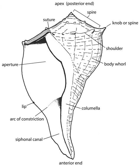 Lightning whelk shell elements. Drawing by Merald Clark, courtesy of... | Download Scientific ...