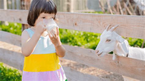 What Does Goat Milk Taste Like?– Good Goat Milk Company