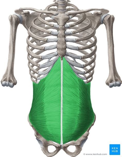 Abdominal wall anatomy: Fasciae and ligaments | Kenhub