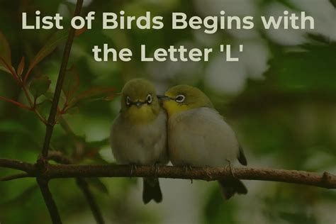 Birds That Start With L