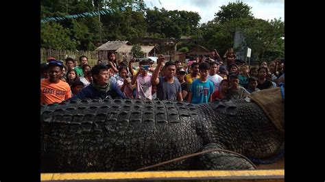 WORLD'S LARGEST CROCODILE SPOTTED IN RIZAL PALAWAN - YouTube