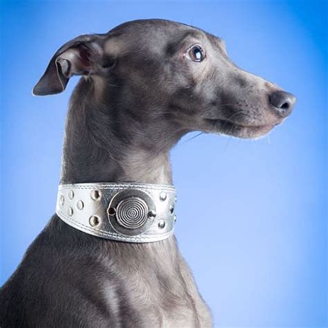 Silver Dog Collar Leather Dog Collar for Italian Greyhound - Etsy